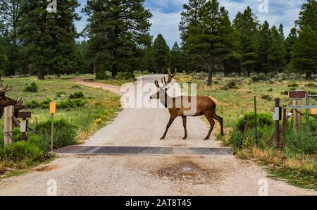 Elk with rack walking across road by cattle guard and evergreen trees near Grand Canyon Arizona Stock Photo