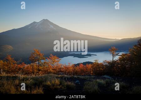 Southern beeches (Nothofagus sp.) with Llaima volcano in the background. Conguillio National Park. La Araucania. Chile. Stock Photo