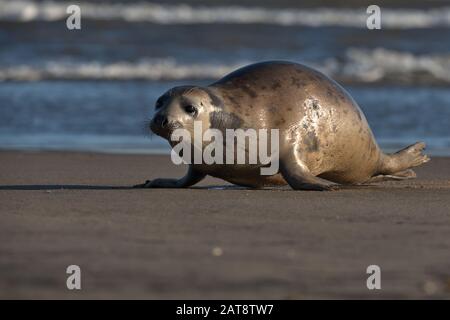 Common/Harbour seal on the Lincolnshire coast. Stock Photo