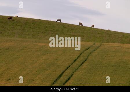 Cattle grazing on a farm in the Scottish Highlands Inverness-shire Scotland UK
