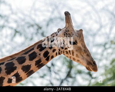 Beautiful wild animal tall Giraffe in Al Ain Zoo Safari Park, United Arab Emirates