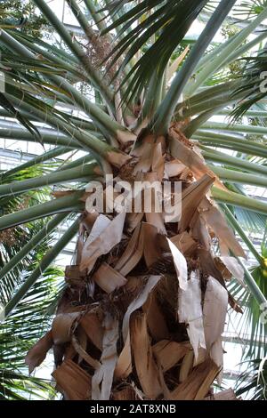Looking up at the branching green fronds of a Dominican Palm tree, Sabal Domingensis Stock Photo