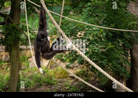 A Black Capuchin Monkey playing on ropes Stock Photo