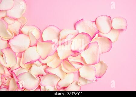 Rose petals are scattered on a pink paper background. Top view. Stock Photo