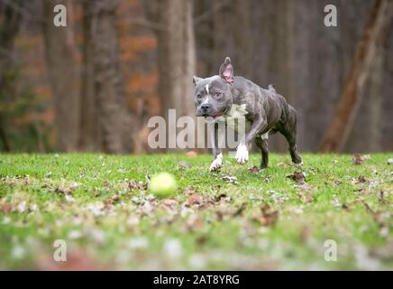 A blue brindle and white Pit Bull Terrier mixed breed dog chasing a ball outdoors Stock Photo