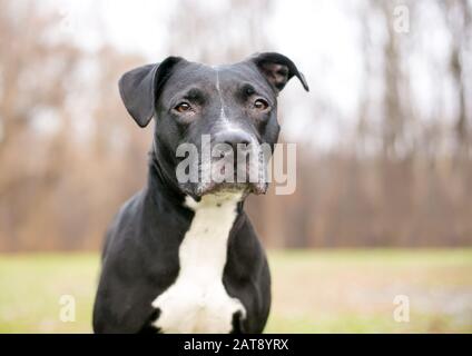 A black and white Pit Bull Terrier mixed breed dog outdoors Stock Photo