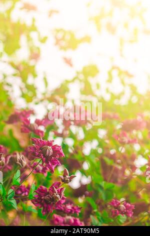 Clematis in the backyard.Many large purple clematis flowers on a background of green leaves. Close-up. Shinny day. Stock Photo