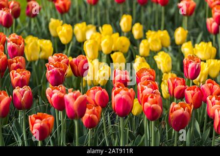 Tulips, the biggest symbol of beauty in netherlands. Field of tulips ...