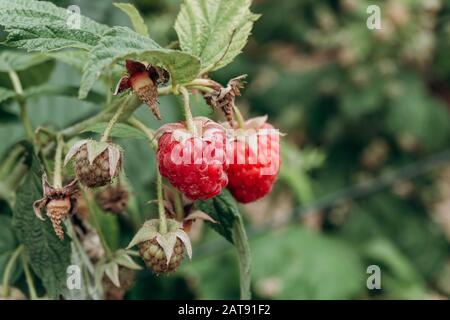 Fresh raspberries on the branch. The raspberries in the bushes. Raspberries in the garden. Stock Photo