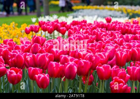 Tulips, the biggest symbol of beauty in netherlands. Field of tulips ...