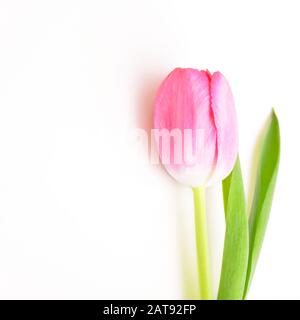 Single flower tulip pink on white background Stock Photo