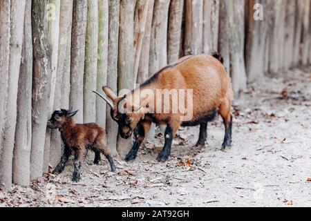 Young brown Cameroonian kid and his mom. Cameroonian brown goat and kid. Stock Photo