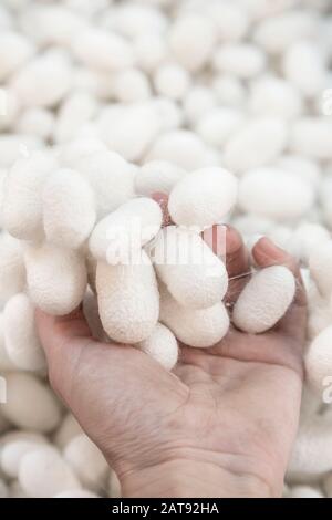 closeup of a hand holding silkworm cocoons Stock Photo