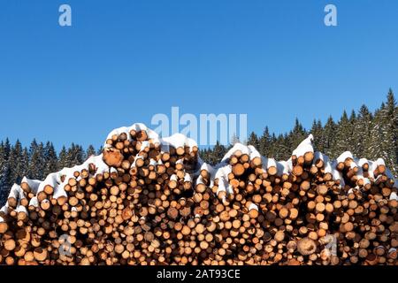 Forest pine trees log trunks felled by the logging timber industry covered with snow in winter Stock Photo