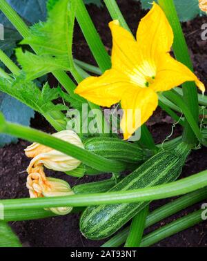 Zucchini plant.  Zucchini with flower and fruit in field. Green vegetable marrow growing on bush. Courgettes blossoms. Stock Photo