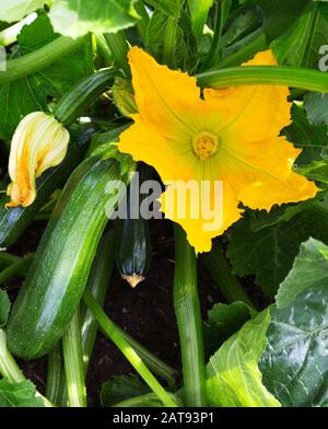 Zucchini plant.  Zucchini with flower and fruit in field. Green vegetable marrow growing on bush. Courgettes blossoms. Stock Photo