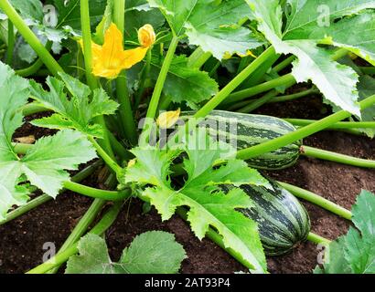 Zucchini plant.  Zucchini with flower and fruit in field. Green vegetable marrow growing on bush. Courgettes blossoms. Stock Photo