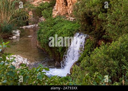 a spring fed waterfall gushes out of the limestone, cliffs of wadi qelt nahal prat in the Judean Desert surrounded by lush riparian vegetation Stock Photo