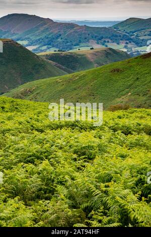 The Long Mynd is a part of the Shropshire Hills. Emerging suddenly and steeply from the farming landscape below it rises to 516metres (1693ft). Stock Photo