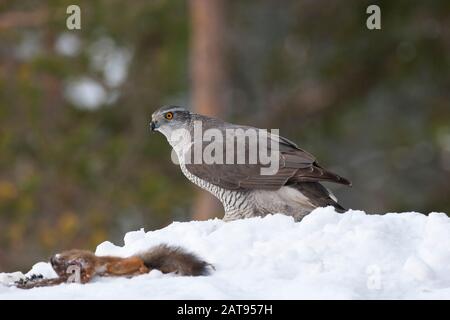 Goshawk, Accipiter gentilis, single adult female with dead Red Squirrel in snow. Taken February. Anjalankoski, S.E. Finland.