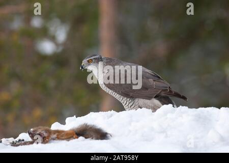 Goshawk, Accipiter gentilis, single adult female with dead Red Squirrel in snow. Taken February. Anjalankoski, S.E. Finland.