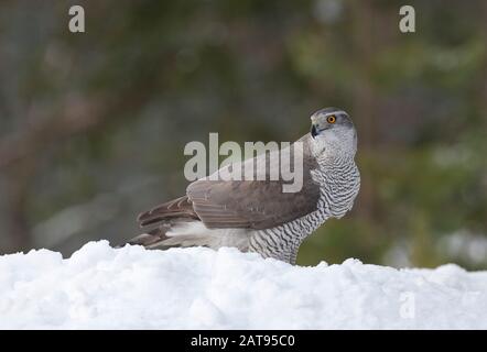 Goshawk, Accipiter gentilis, single adult female standing in snow. Taken February. Anjalankoski, S.E. Finland.