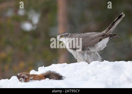 Goshawk, Accipiter gentilis, single adult female with dead Red Squirrel in snow. Taken February. Anjalankoski, S.E. Finland.