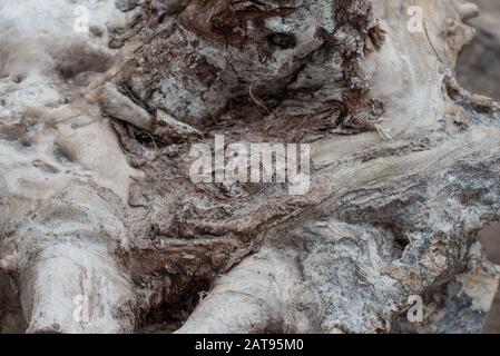 Deforestation. Problems of the planet's ecology, cutting down forests. Stump in the foreground. Tree root hemp. The texture of the tree. The dry part Stock Photo