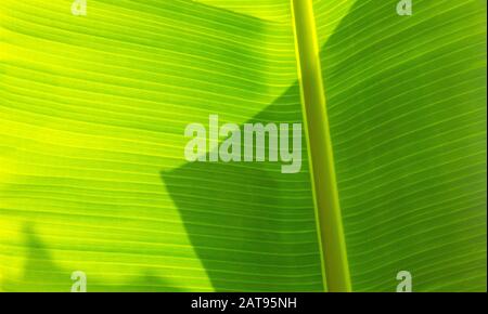 Palm leaves texture with shadow, background Stock Photo