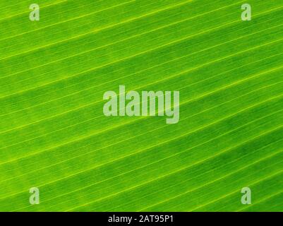 Palm leaves texture with shadow, background Stock Photo