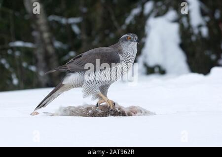 Goshawk, Accipiter gentilis, single adult female feeding on dead Brown Hare in snow. Taken February. Anjalankoski, S.E. Finland.