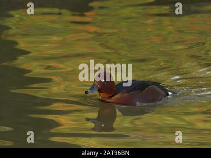 Ferruginous Duck, Aythya nyroca, single adult male swimming. Slimbridge WWT, Gloucestershire, UK Stock Photo