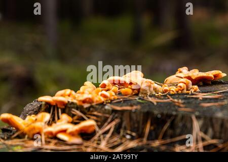Mushrooms growing on the stump in the pine forest.  Czech Republic. Stock Photo