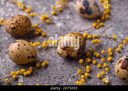 Quail eggs and mimosa flowers Stock Photo