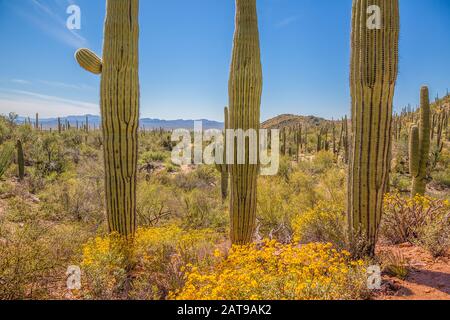 Saguaro National Park forest and byways in Arizona desert under blue sky