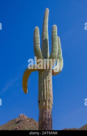 Saguaro National Park forest and byways in the Arizona desert under a blue sky
