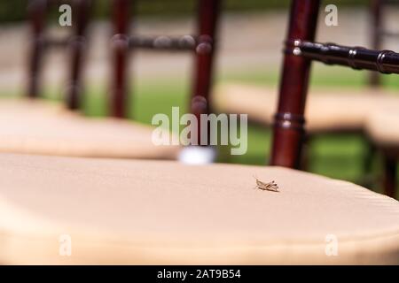 Close-up of a grasshopper on a chair. Stock Photo