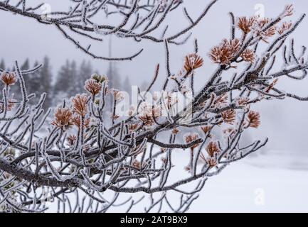 Frost covered pine tree in winter. Yellowstone National Park, Wyoming, USA Stock Photo