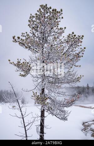 Frost covered pine tree in winter. Yellowstone National Park, Wyoming, USA Stock Photo