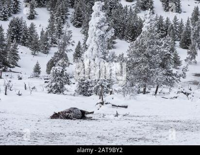 A dead bison lying in snow. Yellowstone National Park, Wyoming, USA Stock Photo