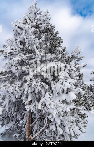 Snow-covered pine tree in winter. Yellowstone National Park, Wyoming, USA Stock Photo
