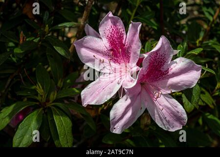 Pink rhododendron flowers in a garden Stock Photo