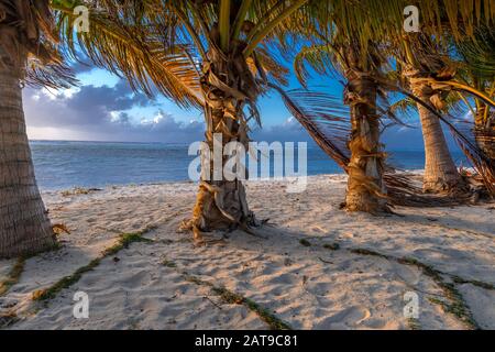 Palm Trees, beach, sunrise & solitude, Grand Cayman Island Stock Photo