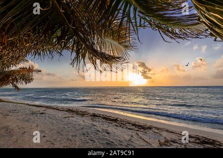 Palm Trees, beach, sunrise & solitude, Grand Cayman Island Stock Photo