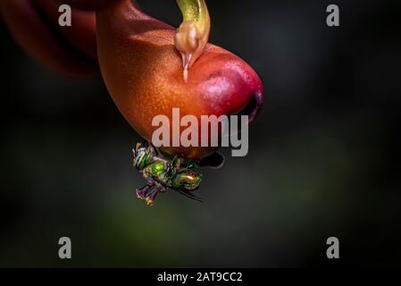 Green orchid bee with pollinium attached on the back Stock Photo