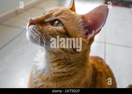 Beautiful side portrait of a domestic ginger cat. Stock Photo