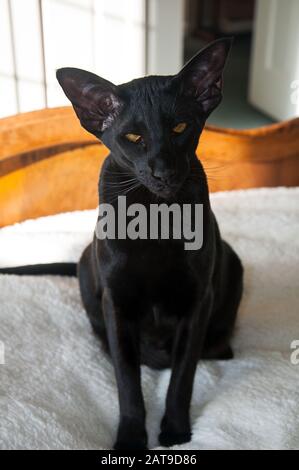 Black Oriental shorthair cat portrait.  This rare cat breed is sitting on a bed and has amber colored eyes. Stock Photo