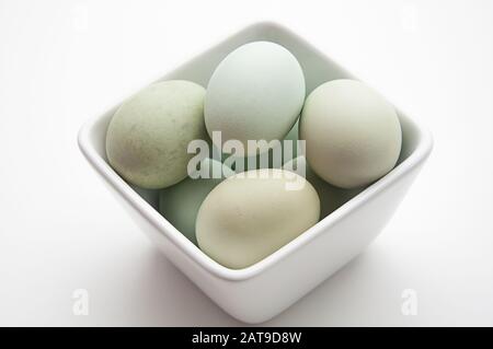 Blue chicken eggs, these heirloom eggs are in a white bowl on a light background.  Fresh organic poultry eggs food photo still life. Stock Photo