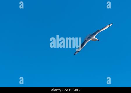 Single seagull flying on a blue sky background Stock Photo