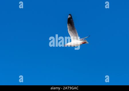 Single seagull flying on a blue sky background Stock Photo